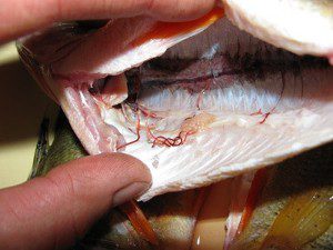 Рыбы - главные переносчики заболевания