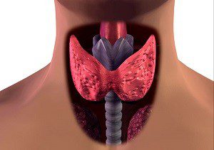 Здоровая щитовидная железа