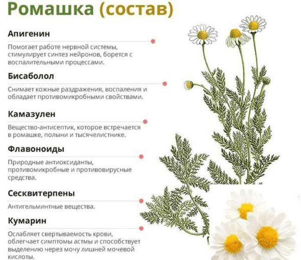 Польза ромашки для мужчин. Ромашка аптечная в пакетиках. Классификация ромашки аптечной. Чем полезен ромашковый чай. Листья ромашки аптечной.