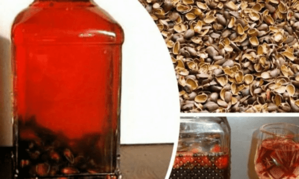 Рецепты настойки на кедровой скорлупе