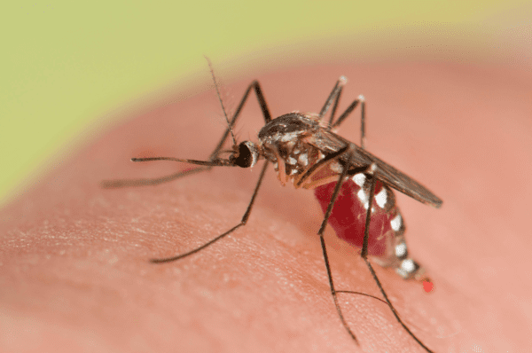Что еще поможет от укусов комаров: Спасаемся подручными средствами